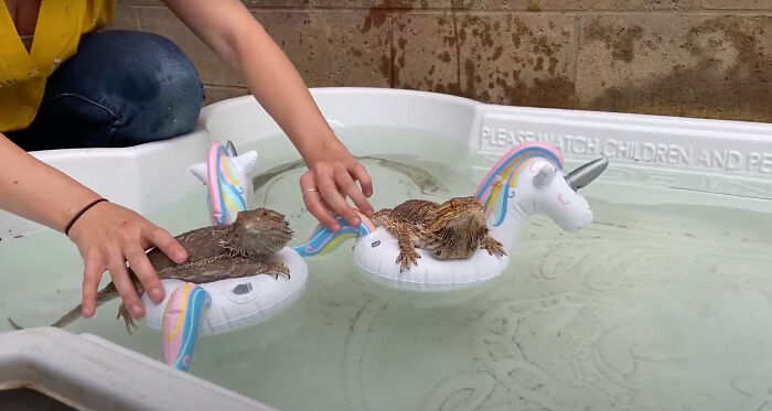 As The 2024 Summer Olympics Kicked Off In Paris, This Shelter Hosts Their Own OlymPETs