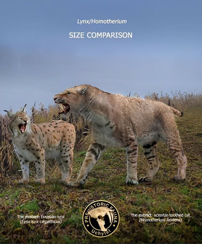 The Modern Eurasian Lynx (Lynx Lynx Carpathicus) And The Extinct Scimitar-Toothed Cat (Homotherium Latidens)