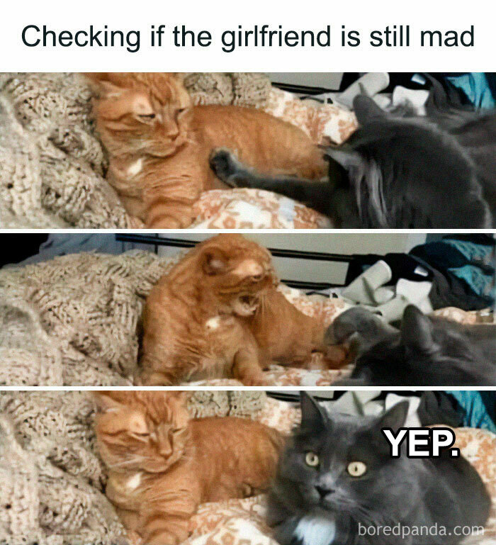 Cute-Cats-Pics-Jokes-Catsandsmiles