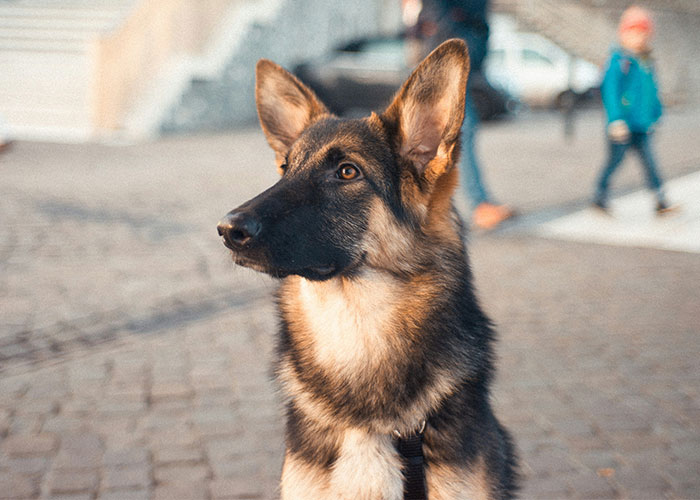 “AITA For Thinking Of Breaking Up With My BF Because Of What He Did To My Dog?” “AITA For Thinking Of Breaking Up With My BF Because Of What He Did To My Dog?”