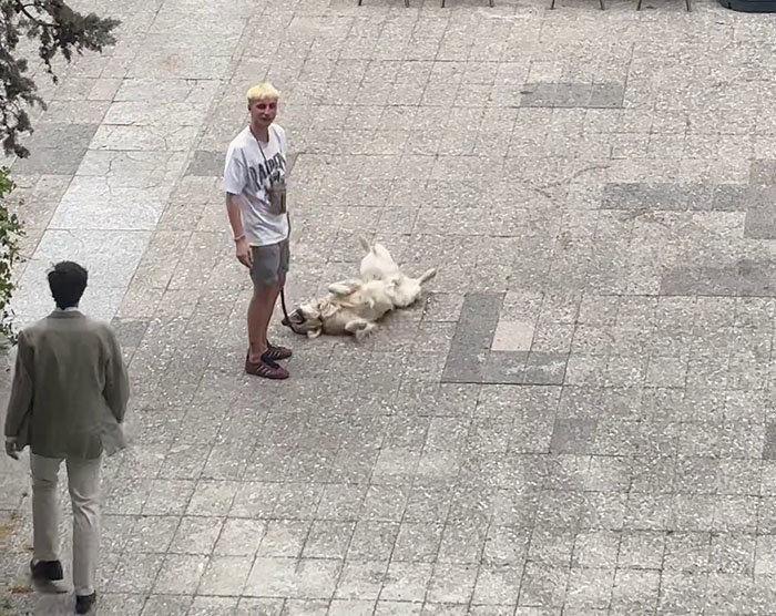 Video Of Guy Trying To Convince His Dog To Keep Walking Home Goes Viral As The Dog Refuses To Move Video Of Guy Trying To Convince His Dog To Keep Walking Home Goes Viral As The Dog Refuses To Move