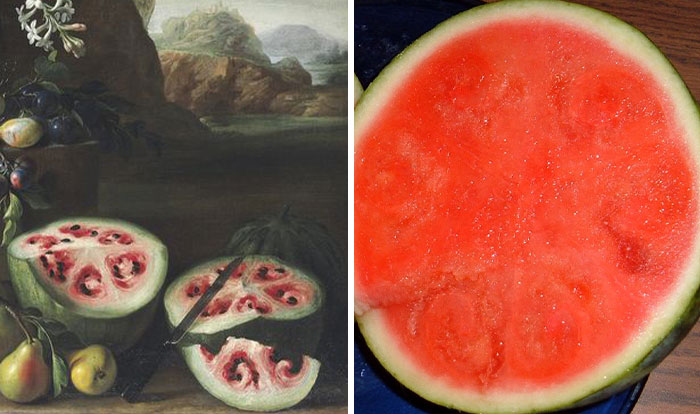 Comparison of a wild watermelon and a domesticated watermelon showing changes from fruits and veggies before and after domestication.