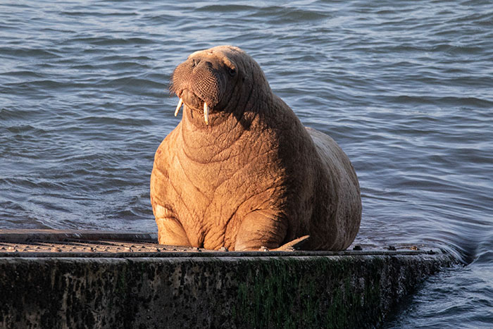 Netizens Can&rsquo;t Get Enough Of This Walrus Who Was Given His Own Raft So He Would Stop Sinking Boats