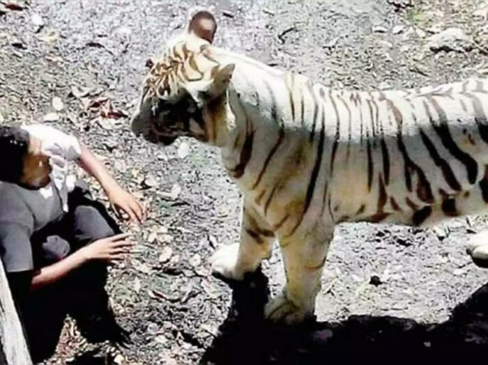 Los últimos momentos de un hombre que saltó al recinto de un tigre, 2014