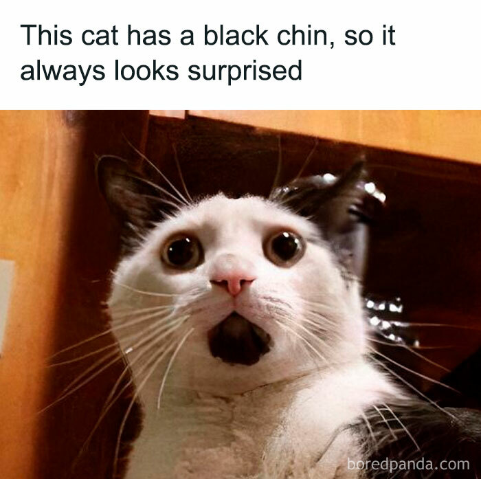 Joyful-Stories-Jokes-Buzzplusofficial