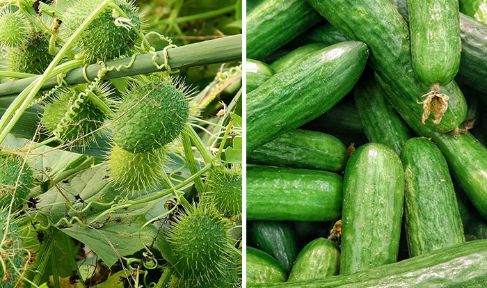 Side-by-side comparison of wild and domesticated cucumbers showing fruits and veggies before and after domestication by humans