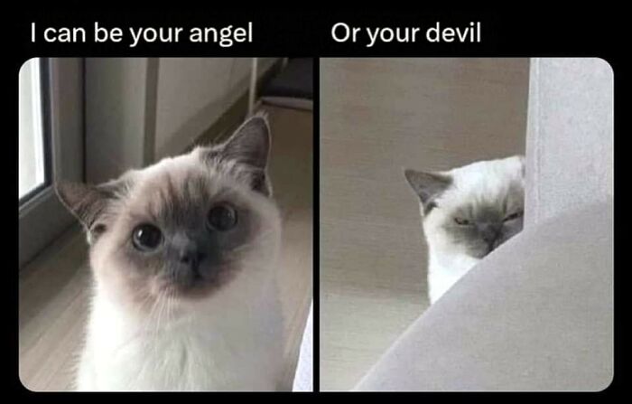 Funny-Cats-Being-Jerks-Memes