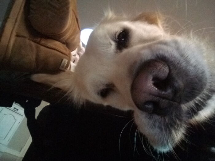 Meet Jedda, He's Currently Cuddling Mum On The Cuddle Chair. (Jedda's A Golden Retriever)