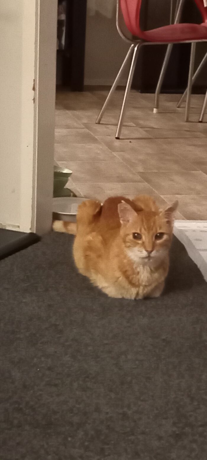 My Beautiful 26 Toed, 16 Year Old Ginger Ninja, The Late Spencer. Bed Hogger Extraordinaire. It's Been 4 Months And I Miss Him Constantly