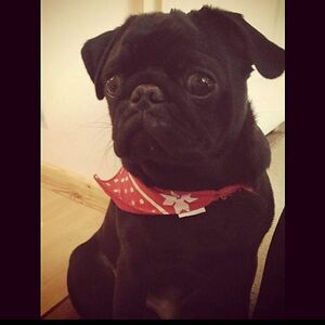 aletheafletcher avatar