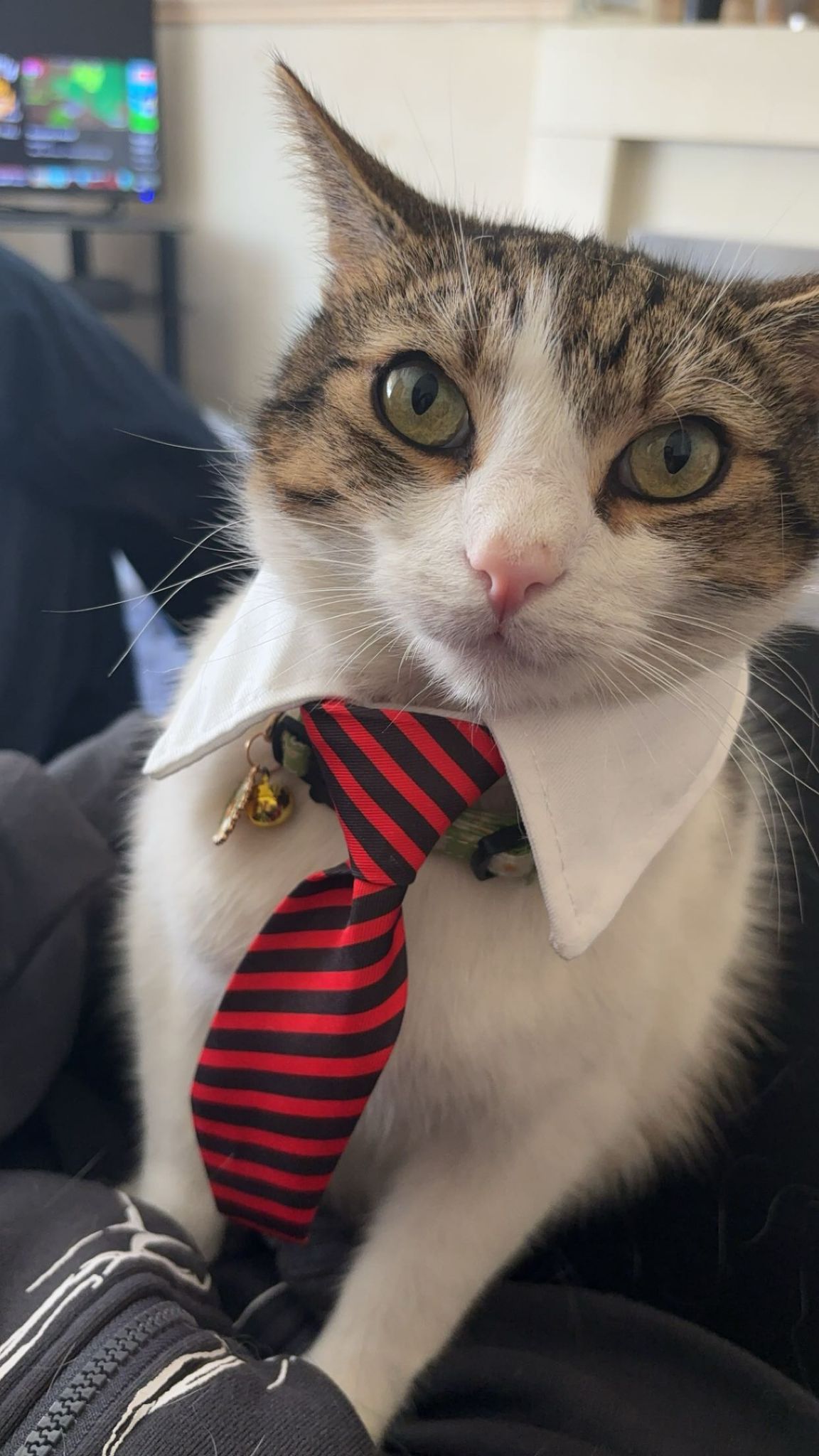 Cupid Looking Dapper