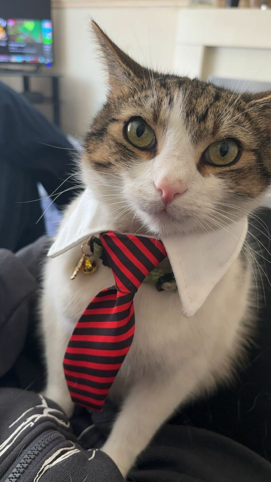 Cupid Looking Dapper