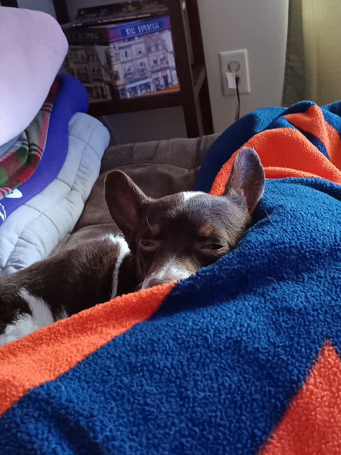 Bunny Recovering From A Long Day Of Keeping An Eye On The Neighborhood Squirrels