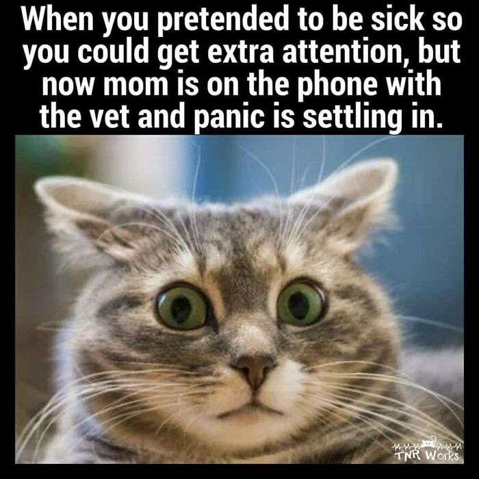 Funny-Cats-Being-Jerks-Memes