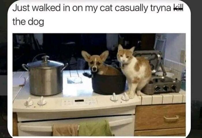 Funny-Cats-Being-Jerks-Memes