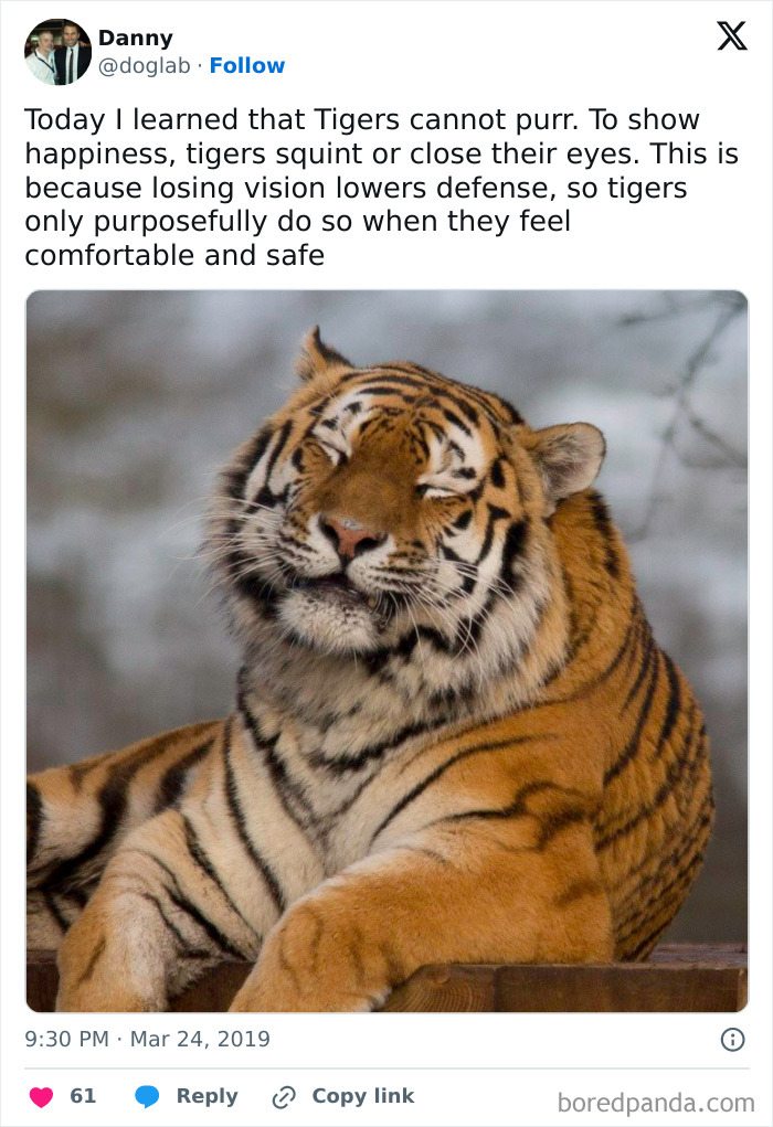 Tiger squinting with eyes closed to show comfort and safety, a wholesome reminder the world isn’t all bad.