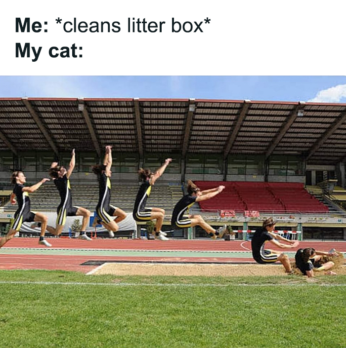 Funny-Cats-Being-Jerks-Memes