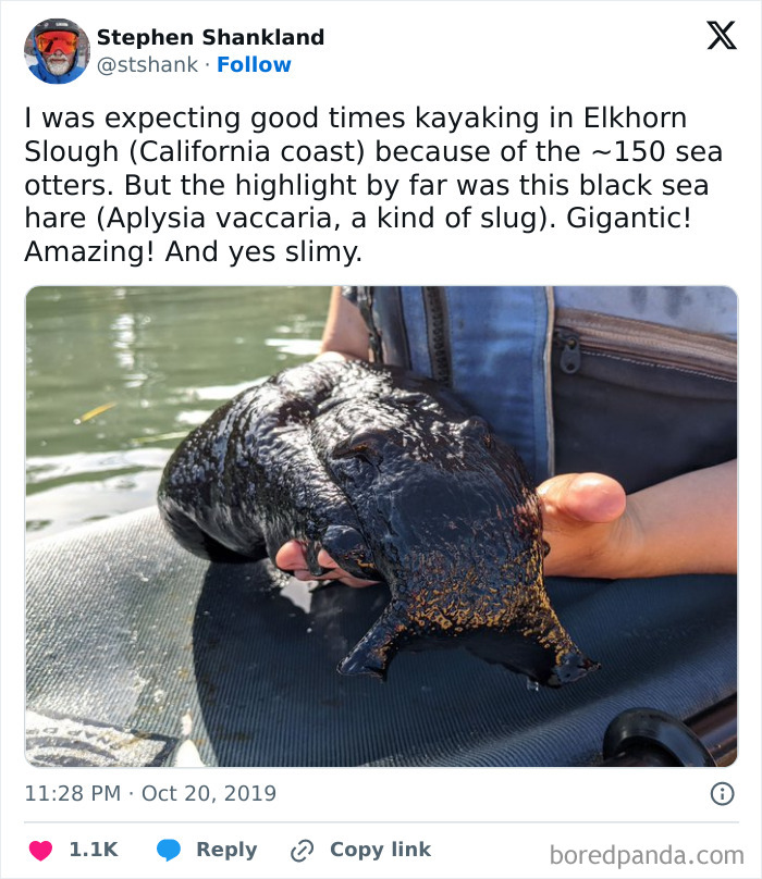 Black Sea Hare, The Largest Species Of Slug In The World
