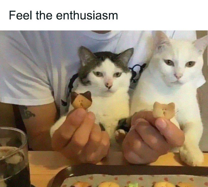 Funny-Cats-Being-Jerks-Memes