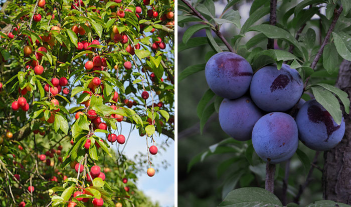 Side-by-side photos of fruits before and after humans domesticated them, showing natural and cultivated variations.