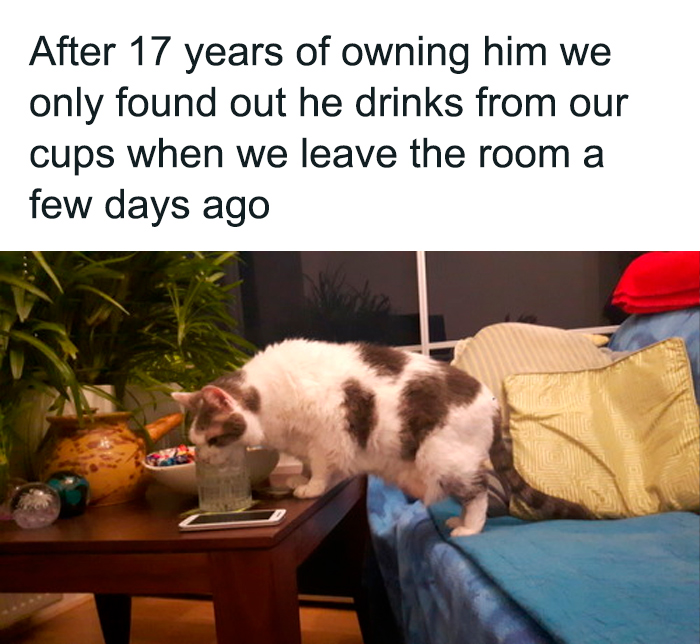 Funny-Cats-Being-Jerks-Memes