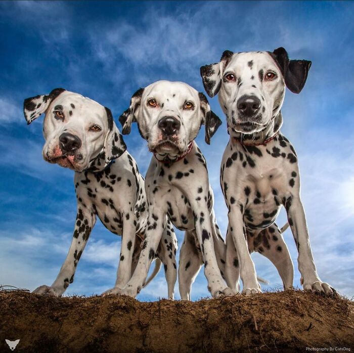 Three Dalmatian dogs posing outdoors under a blue sky in a striking dog photography awards image.