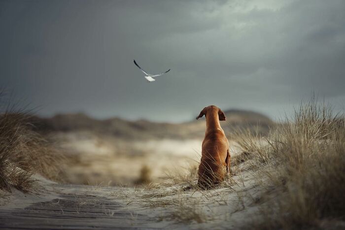 Brown dog sitting on a sandy path watching a seagull in the sky in a serene dog photography awards image.