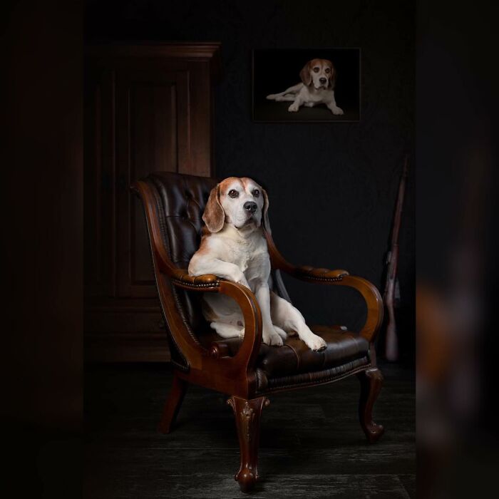 Beagle dog sitting on a leather armchair in a dark room, featured in International Dog Photography Awards.