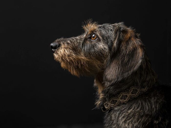 Profile of a wire-haired dog looking to the side in a studio setting, featured in international dog photography awards.