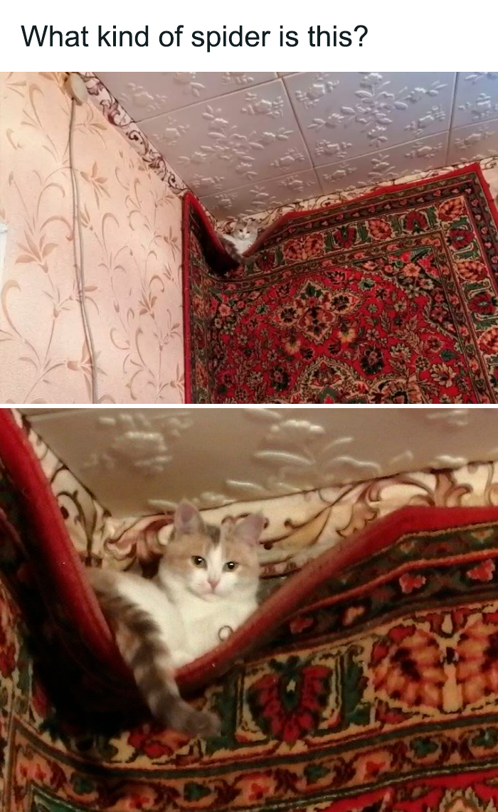 Funny-Cats-Being-Jerks-Memes