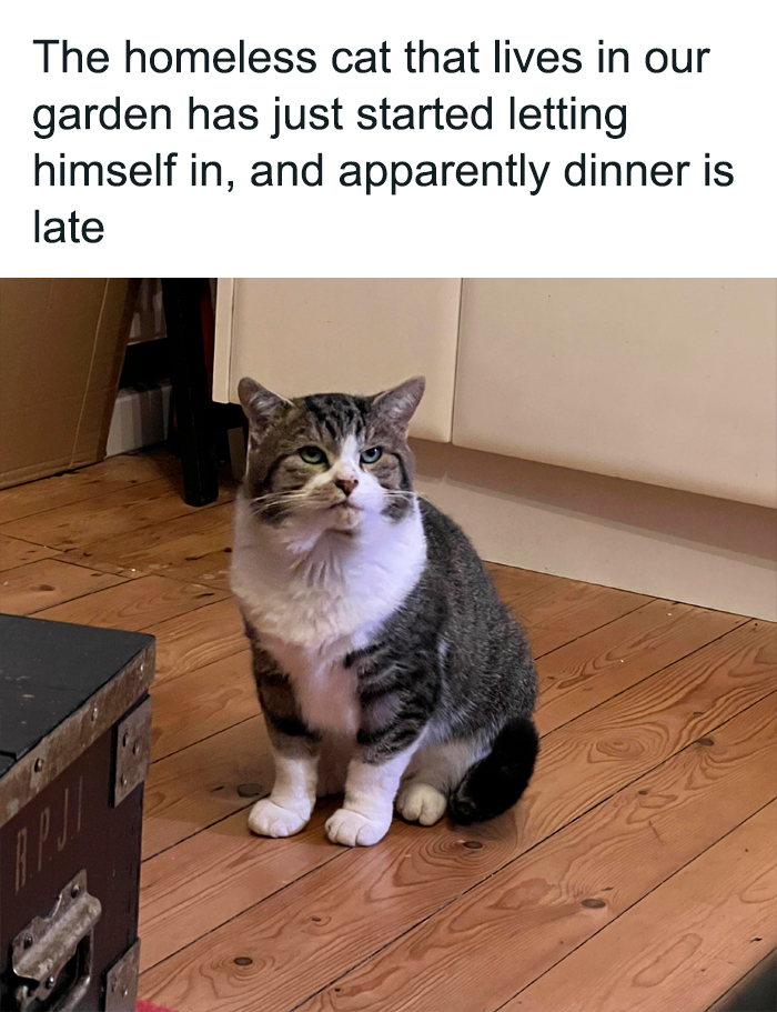 Funny-Cats-Being-Jerks-Memes