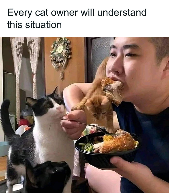 Funny-Cats-Being-Jerks-Memes