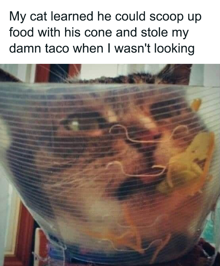 Funny-Cats-Being-Jerks-Memes