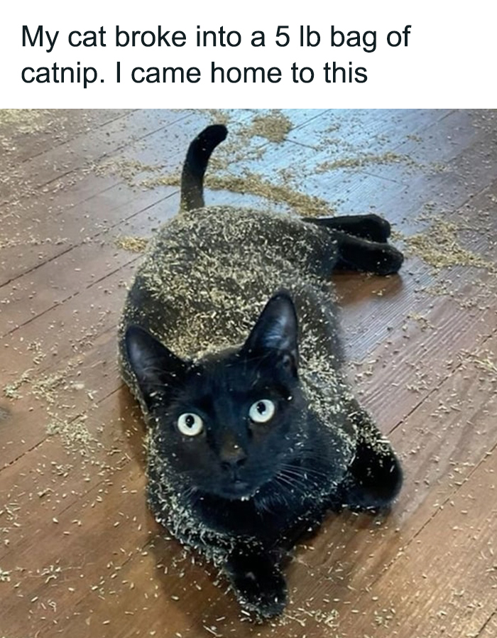 Funny-Cats-Being-Jerks-Memes