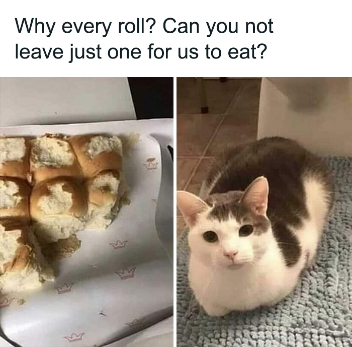 Funny-Cats-Being-Jerks-Memes