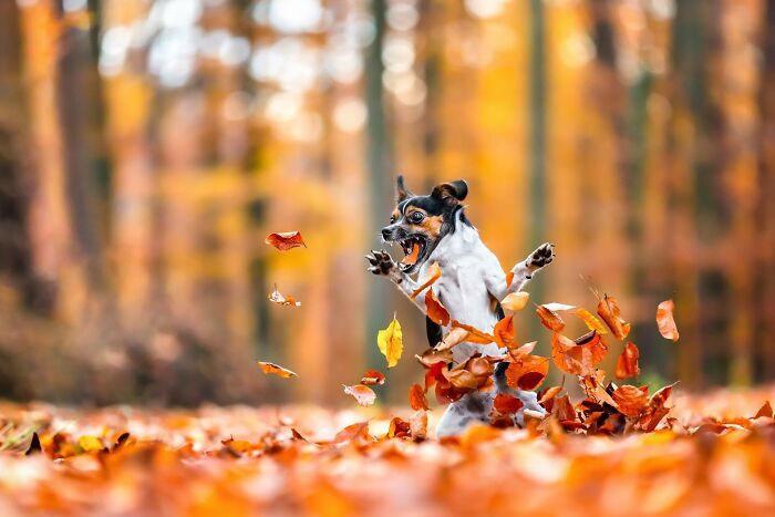 Small dog joyfully jumping and playing in colorful autumn leaves, captured in a top International Dog Photography Awards image.