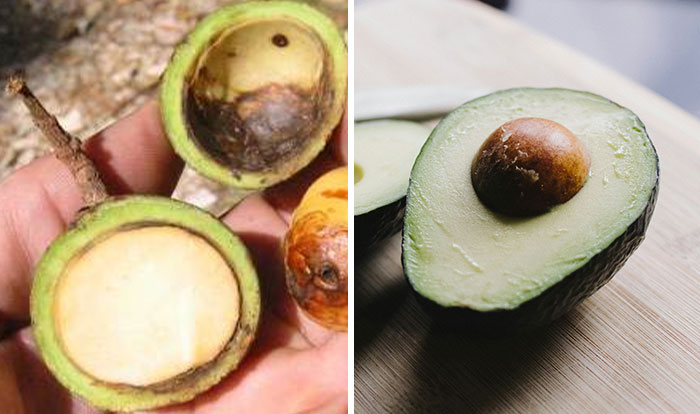 Side-by-side photos of wild and domesticated avocados showing fruit changes before and after human domestication.