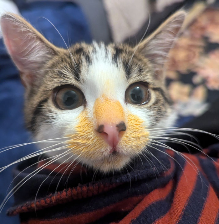 My Cat Ate The Spaghetti Bolognese. She's Okay