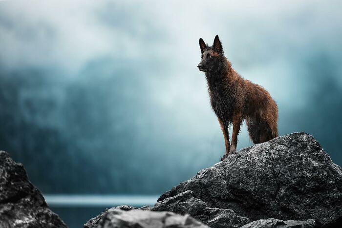 Dog standing alert on rocky terrain with a misty natural background in an international dog photography awards image
