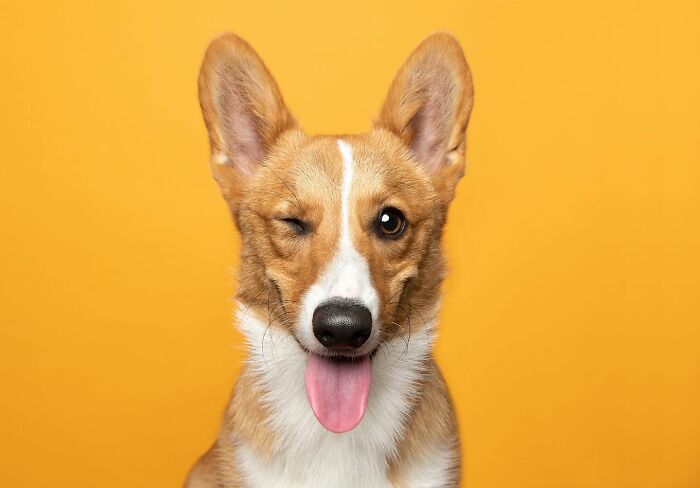 Winking dog with tongue out against yellow background featured in International Dog Photography Awards images.