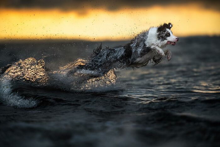 Border collie leaping through water at sunset, captured in dynamic action for international dog photography awards.