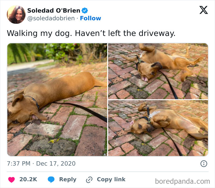 Funny-Tweets-About-Dogs