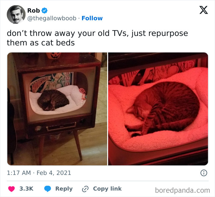 Cute-Cats-Pics-Jokes-Catsandsmiles