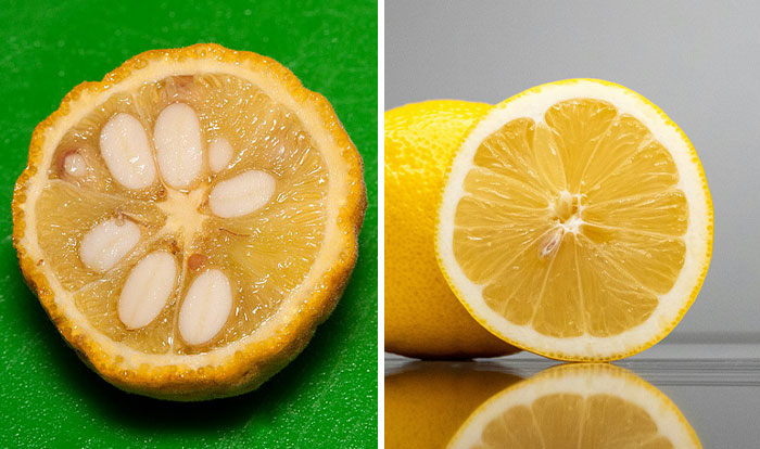 Side-by-side photos showing fruits before and after humans domesticated them, featuring a lemon cross-section comparison.