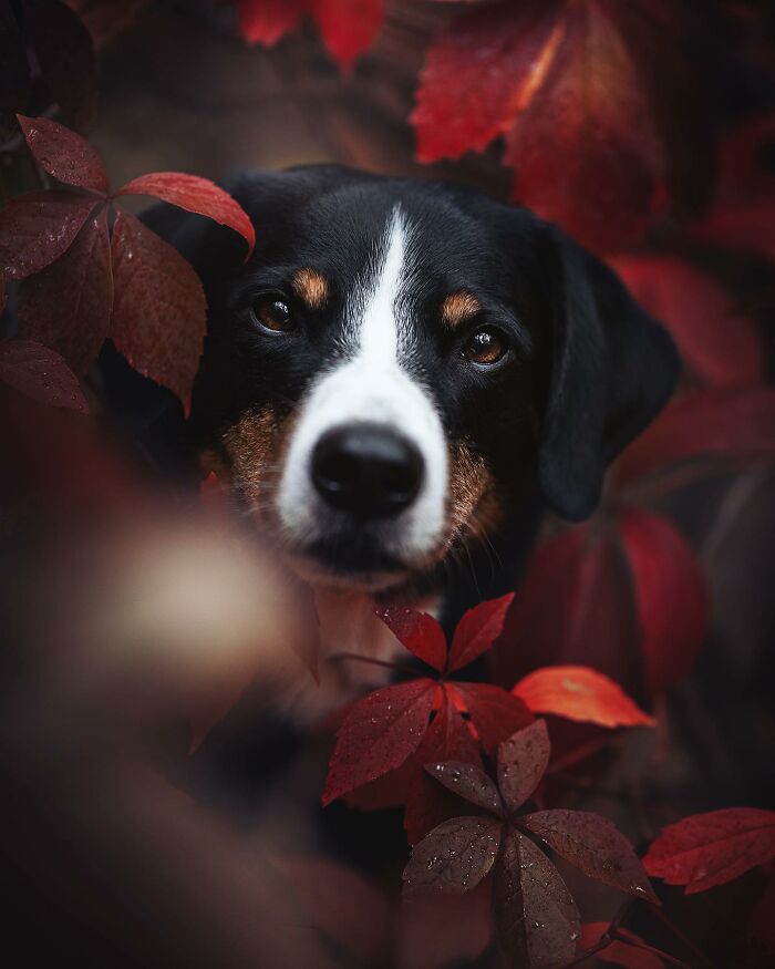 Close-up of a dog surrounded by red autumn leaves, captured in a stunning shot from the International Dog Photography Awards.