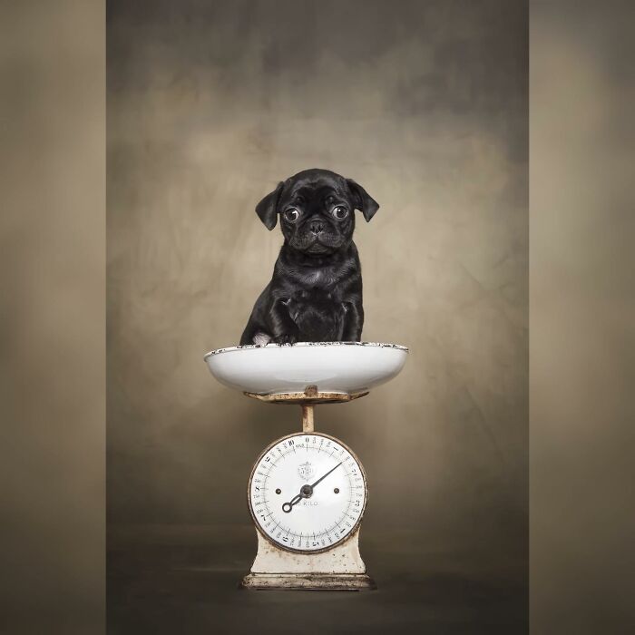 Black pug puppy sitting on a vintage scale, captured in a charming dog photography awards portrait.