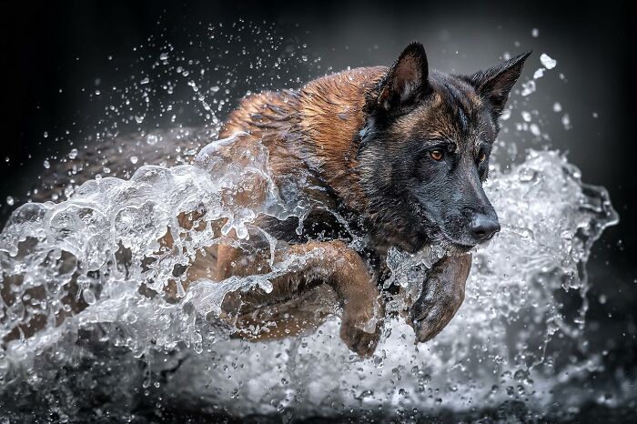 Belgian Malinois dog leaping through water with splashes, captured in a dynamic shot for dog photography awards.