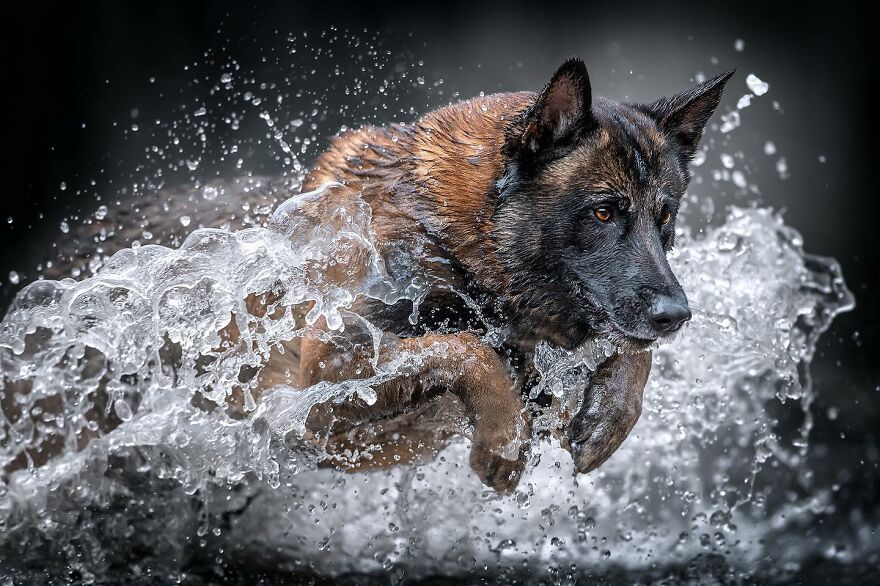40 Best Images From The International Dog Photography Awards Will Inspire You To Enter (Interview)