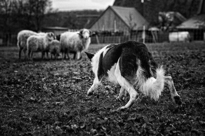 Black and white image of a herding dog focused on sheep in a rustic outdoor setting, showcasing top dog photography awards.