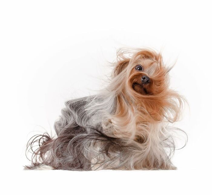 Small long-haired dog with fur flowing in motion, captured in a striking image from International Dog Photography Awards.
